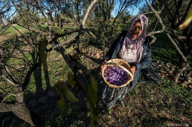 Moroccan Saffron Farmers Combat Counterfeit Spices
