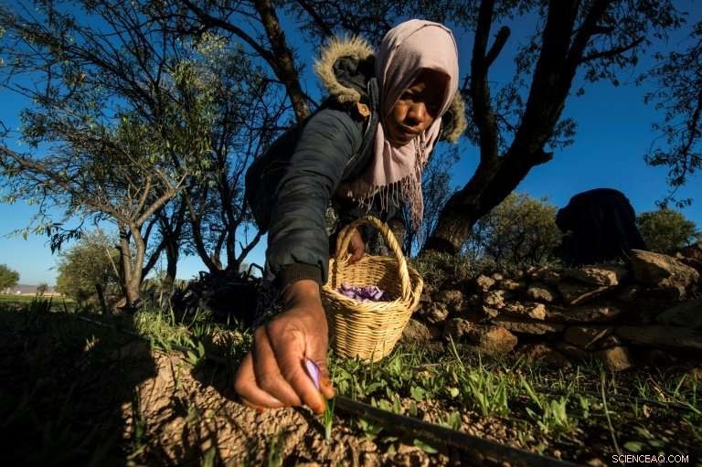 Moroccan Saffron Farmers Combat Counterfeit Spices