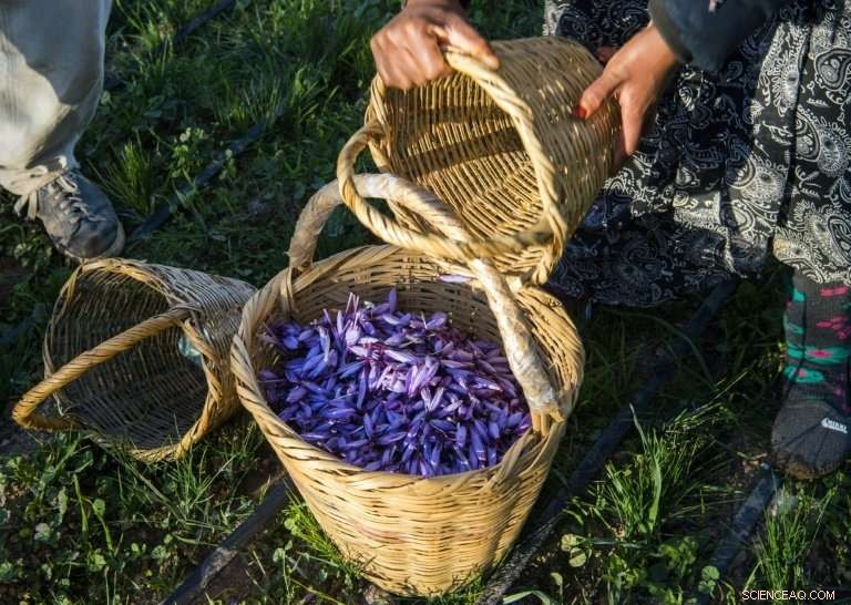 Moroccan Saffron Farmers Combat Counterfeit Spices