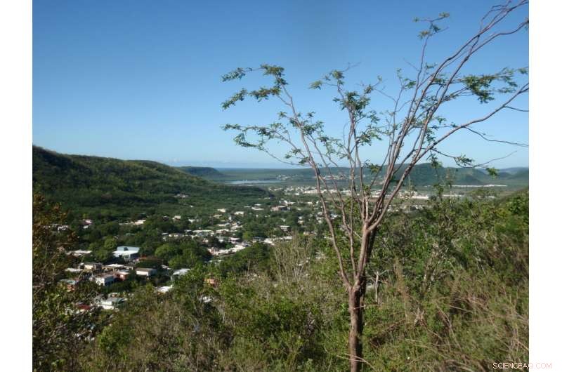 Trees Enhance Leaf Efficiency to Recover from Hurricane Damage