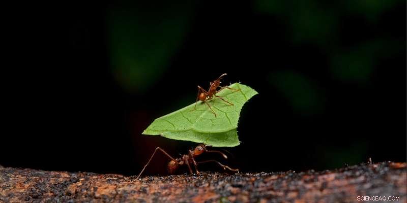 Leafcutter Ant Colonies: A Surprising Source of CO₂ Emissions, Study Reveals