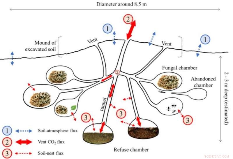 Leafcutter Ant Colonies: A Surprising Source of CO₂ Emissions, Study Reveals