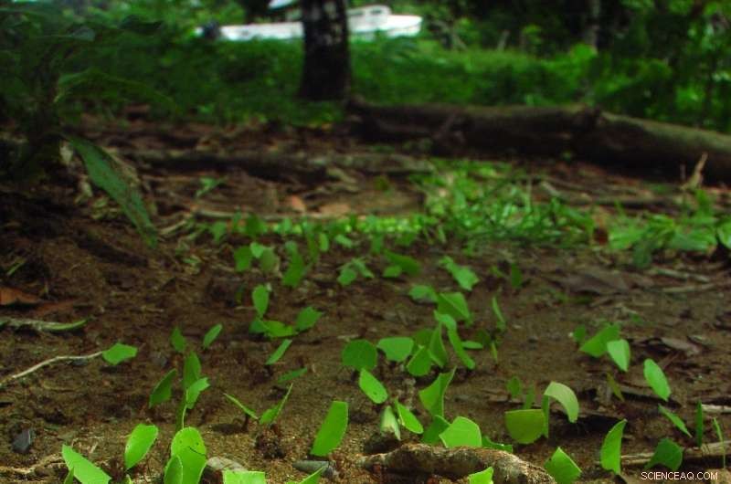 Leafcutter Ant Colonies: A Surprising Source of CO₂ Emissions, Study Reveals