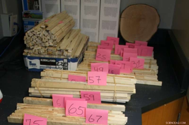 Projected Slower Growth of Southwest US Forest Trees in the 21st Century