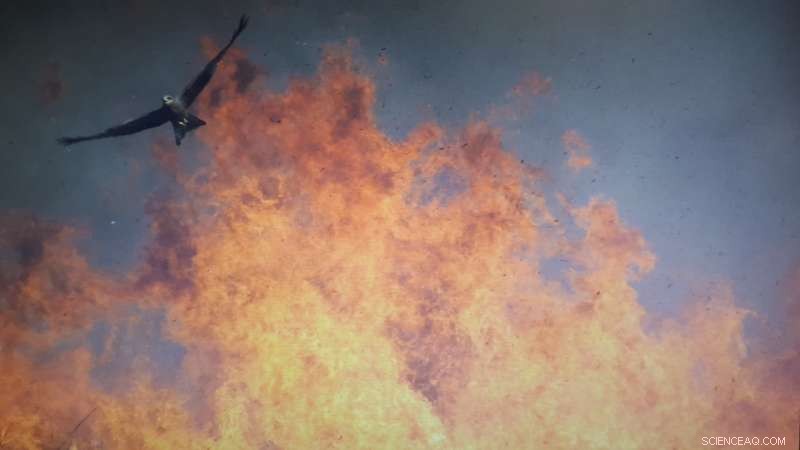 How Fire Histories Shape Animal Movement in Vulnerable Landscapes