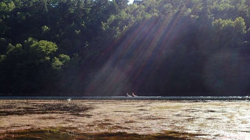 Unraveling the Global Mystery of Water Plant Overgrowth