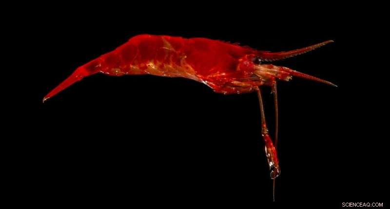 Discovering Australia s Deep-Sea Reefs South of Tasmania