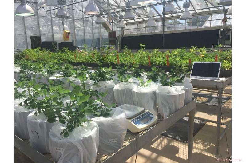 Optimizing Peanut Production: Higher Yields with Less Water