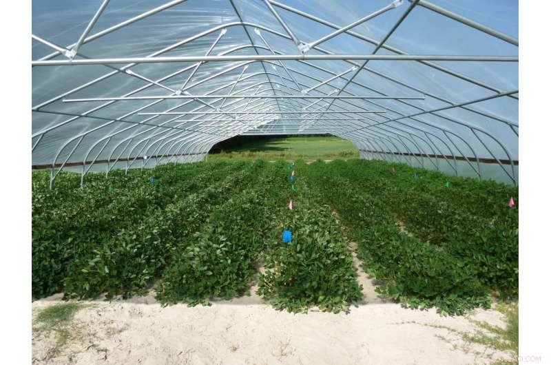 Optimizing Peanut Production: Higher Yields with Less Water