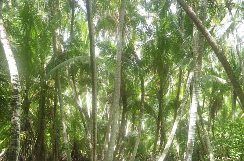 Satellite Imaging Offers Affordable Detection of Invasive Coconuts