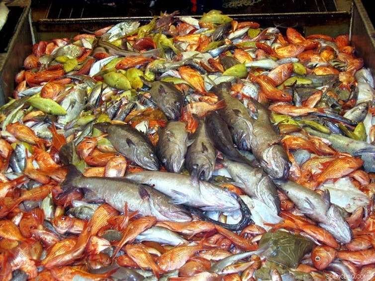 Maximizing Every Catch: Sustainable Seafood Practices