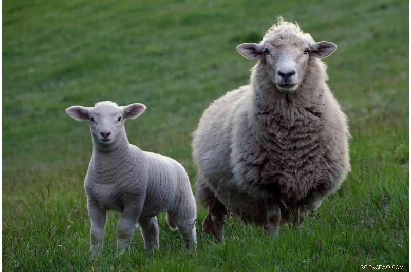 Reduce Your Christmas Dinner s Carbon Footprint by 50%: Simple, Sustainable Tips