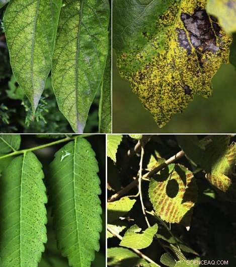 Wildfire Emissions Severely Impact Crop and Vegetation Growth Far Beyond Burning Areas