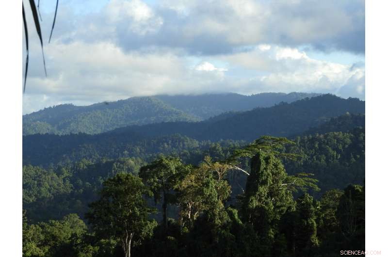 How Natural Predators Preserve Tropical Forest Biodiversity