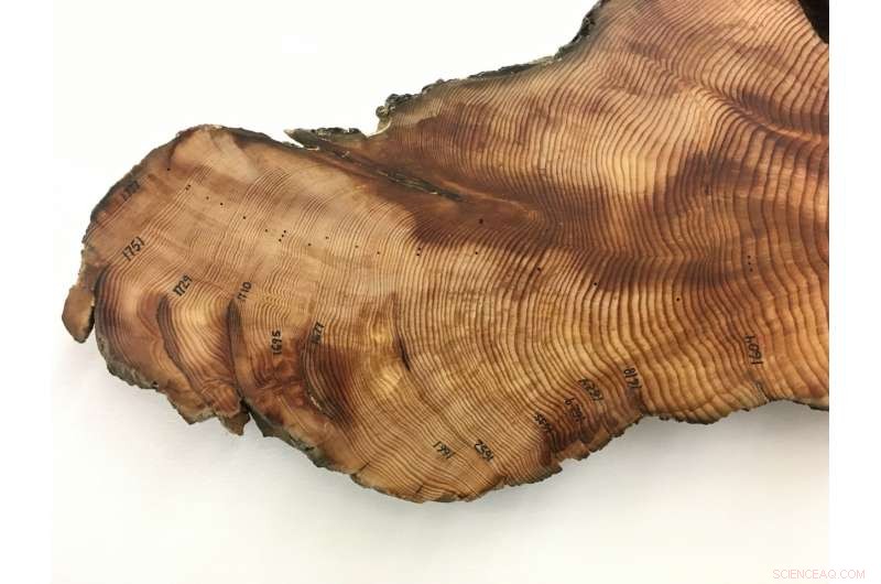 Tree‑Ring Analysis Reveals Why Forests Become Drought‑Intolerant