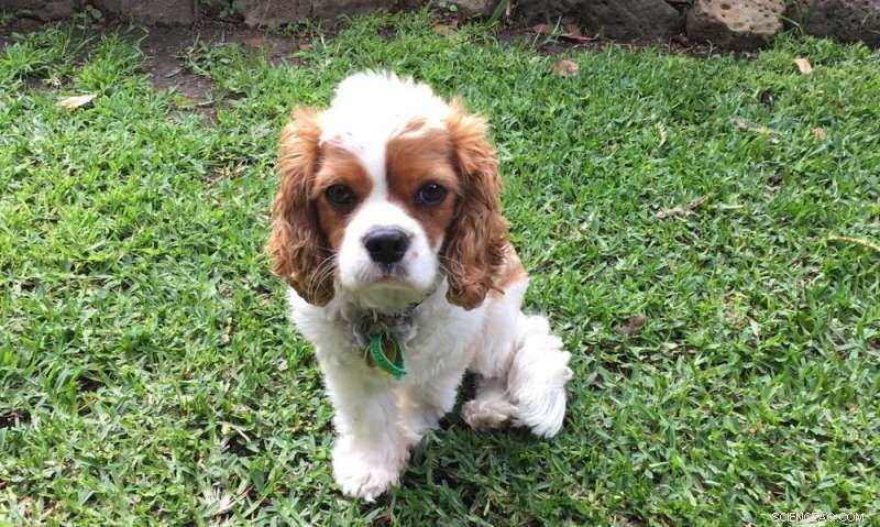 Turn Dog Waste into Nutrient‑Rich Compost: A Practical Guide