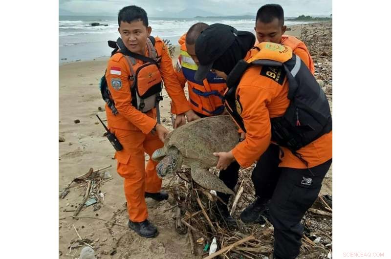 Indonesia Recovers Tsunami-Stranded Turtles from Marine Debris