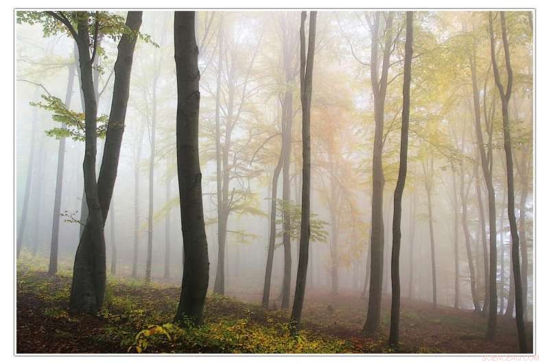 Nine Key Forest Metrics Reveal Climate’s Dominant Influence