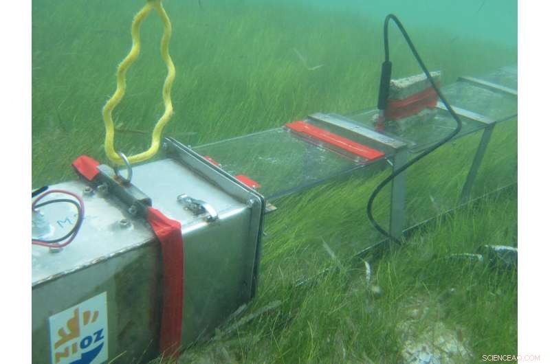 Seagrass: Natural Beach Protection That Saves Money