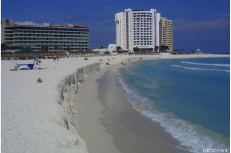 Seagrass: Natural Beach Protection That Saves Money