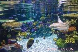 New Collaboration Boosts Tropical Fish Breeding Techniques for Aquariums