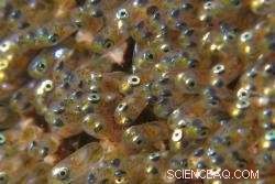 New Collaboration Boosts Tropical Fish Breeding Techniques for Aquariums