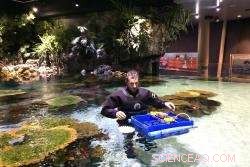 New Collaboration Boosts Tropical Fish Breeding Techniques for Aquariums