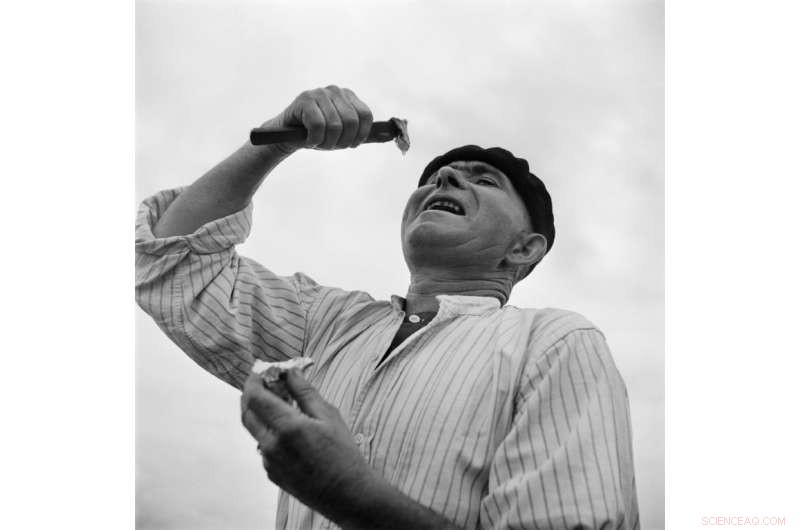 Climate Change Strains French Oyster Farmers: Rising Temperatures Threaten Harvest