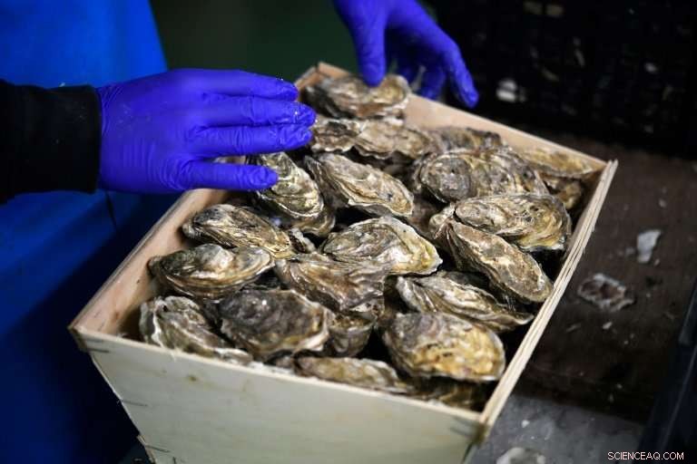 Climate Change Strains French Oyster Farmers: Rising Temperatures Threaten Harvest