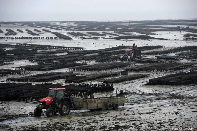 Climate Change Strains French Oyster Farmers: Rising Temperatures Threaten Harvest