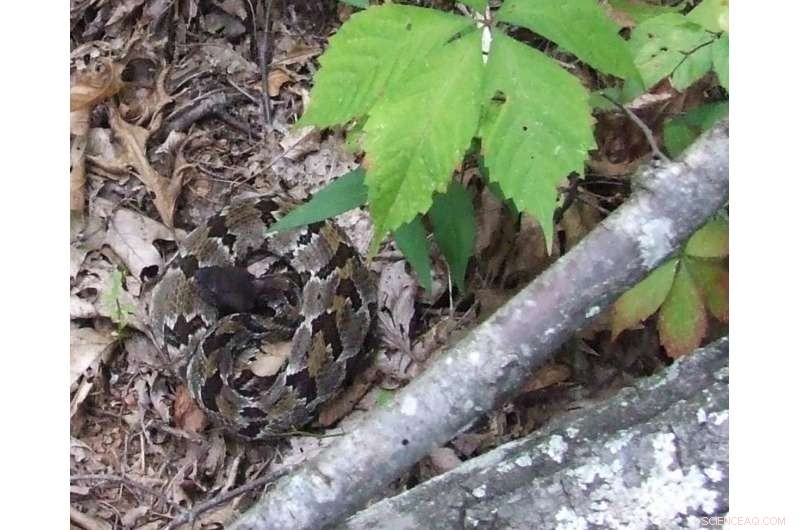 Mountaintop Removal: Impact on Rattlesnake Populations