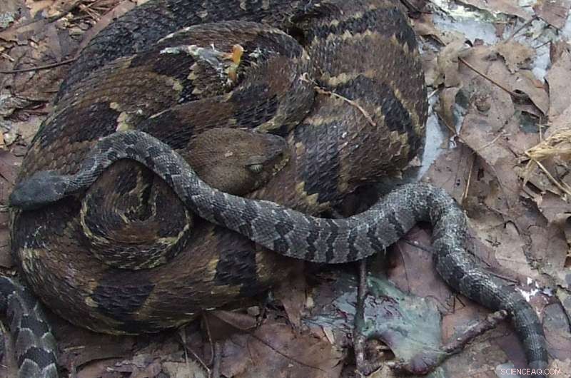Mountaintop Removal: Impact on Rattlesnake Populations