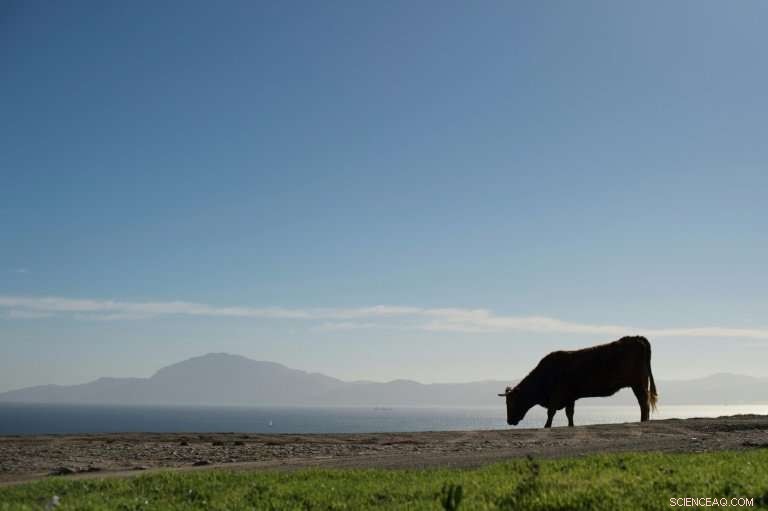 World Economic Forum Urges Beef Reduction to Save Lives and Cut Emissions