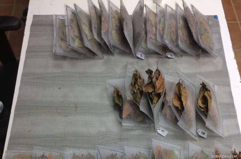 Tropical Forest Warming Study Yields Surprising Findings