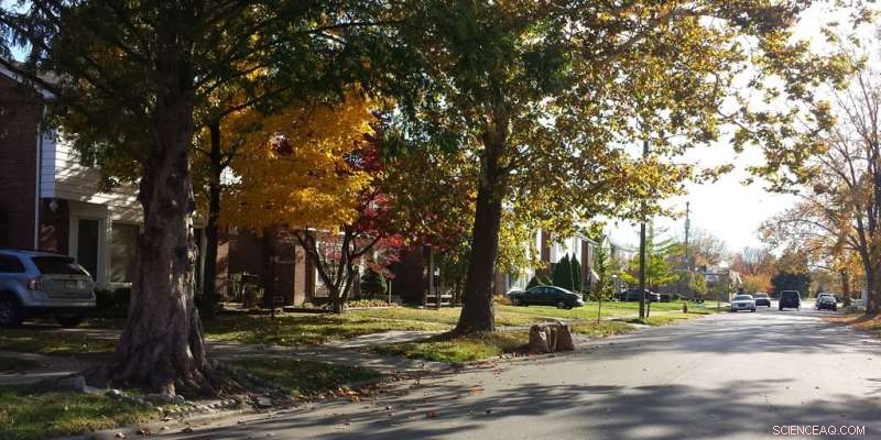Why Detroit Residents Turned Down the City’s Tree-Planting Initiative: New Study Reveals Key Factors
