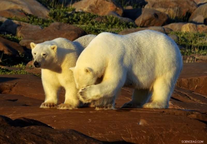 University of Manitoba Scientists Map Key Arctic Habitats to Safeguard Ecosystems