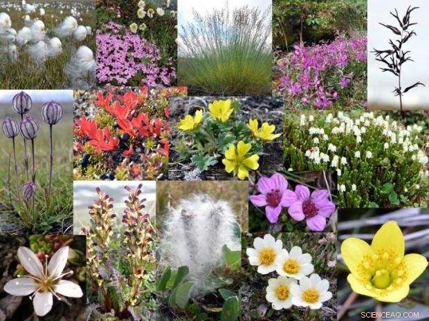 Is It Time to Bid Farewell to the Arctic’s Unique Ecosystem?