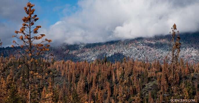 Can California s Forests Survive the Next Drought?