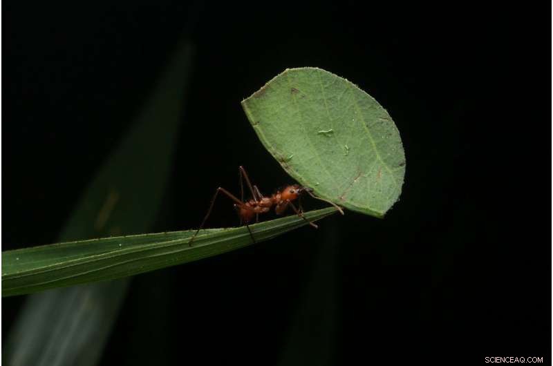 Leafcutter Ants Emit Nitrous Oxide at Levels Matching Wastewater Treatment