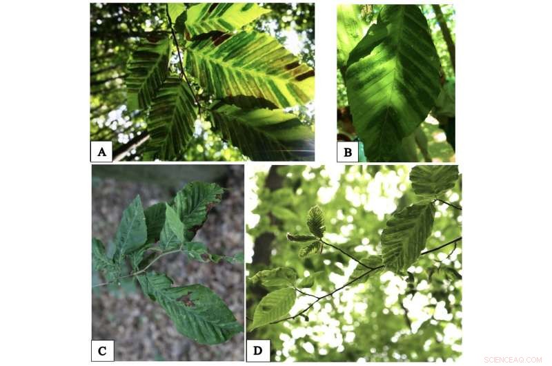 Mysterious Beech Tree Decline: Scientists Hunt for the Cause