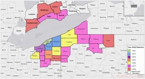 Mysterious Beech Tree Decline: Scientists Hunt for the Cause