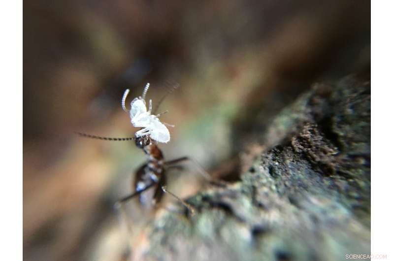 Termites Alleviate Drought Stress in Tropical Rainforests: New Study