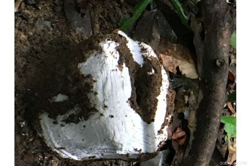 Termites Alleviate Drought Stress in Tropical Rainforests: New Study