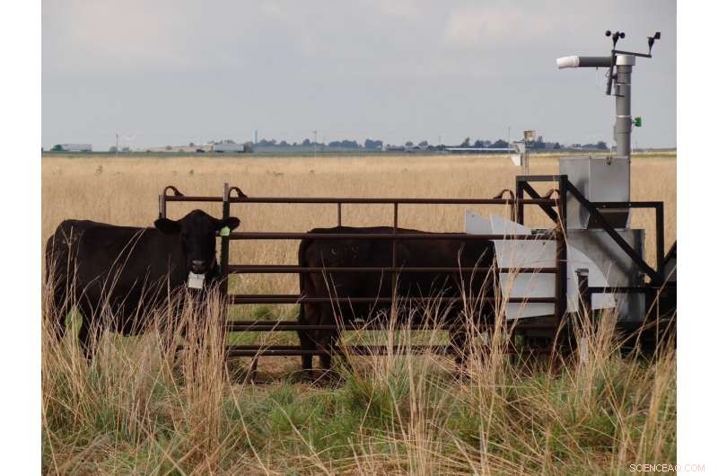 Scientists Use Breath Analysis to Quantify Methane Emissions from Cows