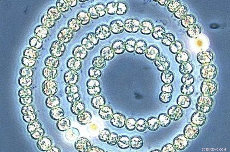 Algal Blooms Explained: Causes, Consequences, and Prevention