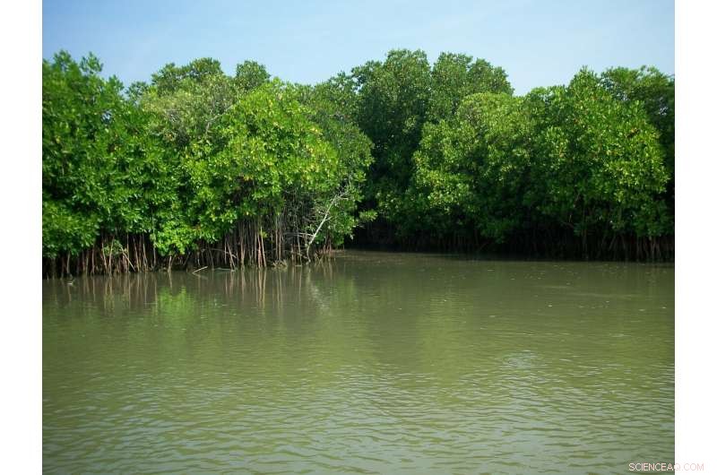 Identifying Global Blue‑Carbon Hotspots in Coastal Mangrove Forests