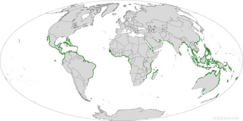 Identifying Global Blue‑Carbon Hotspots in Coastal Mangrove Forests