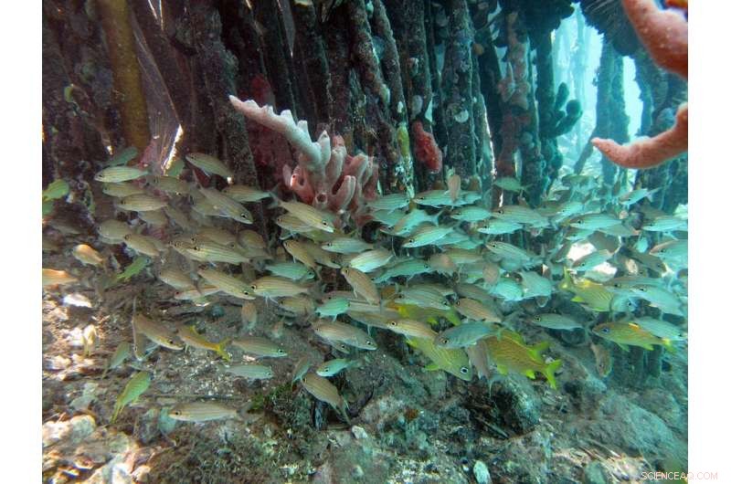 Identifying Global Blue‑Carbon Hotspots in Coastal Mangrove Forests