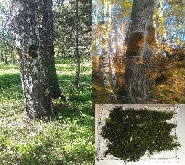Tomsk Polytechnic Physicists Introduce Neutron Activation Analysis of Mosses for Precise Environmental Monitoring