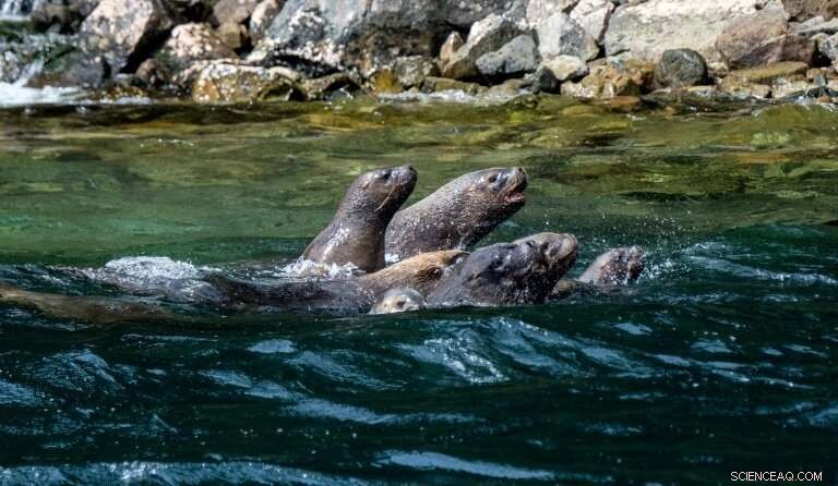 Chilean Patagonia: A Natural Laboratory for Climate Change Research